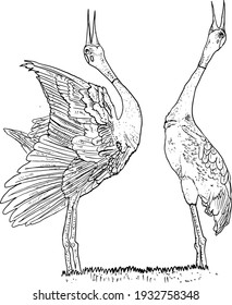 Sketch of crane. Hand drawn illustration converted to vector