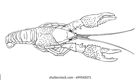 Sketch Crayfish Hand Drawn Line Art Stock Vector (Royalty Free ...