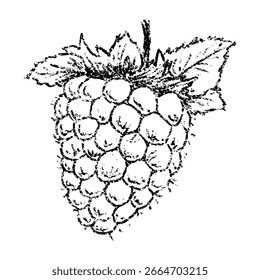 Sketch crayon summer berry raspberry illustration. Hand drawn scribble doodle dessert tropical plant, sweet and tasty. Pencil texture vector design element for label, package, tag.