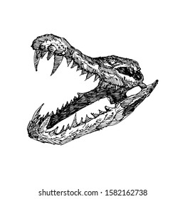 Sketch Crocodile skull vector artwork