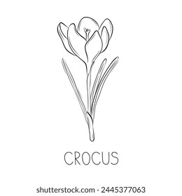 Sketch crocus or saffron spring flower simple vector illustration in doodle style