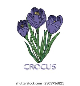 Sketch crocus with text on an isolated background