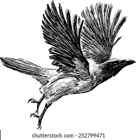 Sketch of crow bird in flight, side view, realistic hand drawn vector illustration isolated on white