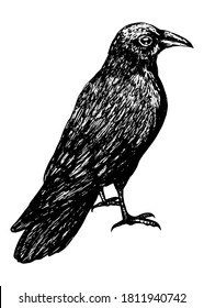 Sketch of a crow black outline on a white background isolated, stock vector illustration for design and decoration, sticker, baaner, oster, vintage, gothic