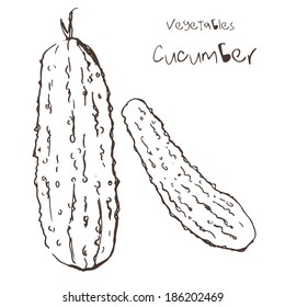 Sketch of cucumber by hand