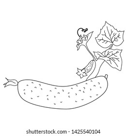 sketch cucumber on white background