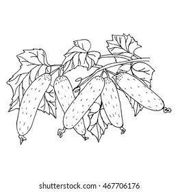 Sketch cucumber on white background. Vector isolated illustration.