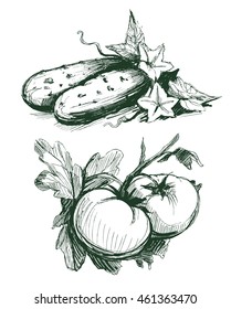 Sketch of cucumbers and tomatoes. Vector illustration.