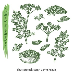 Sketch cumin plant seeds, herb and spice seasoning