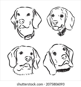 Esbozo del perro Beagle. Ilustración vectorial