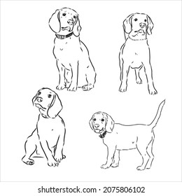 Sketch of cute Beagle Dog. Vector Illustration