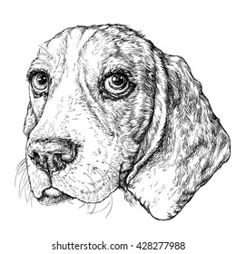 Sketch of cute Beagle Dog. Vector Illustration