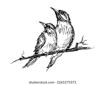 Sketch of cute bird. vector illustration on white paper background