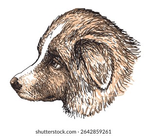 Sketch of cute border collie puppy head, profile, animal portrait, purebred dog, realistic hand drawn vector illustration 