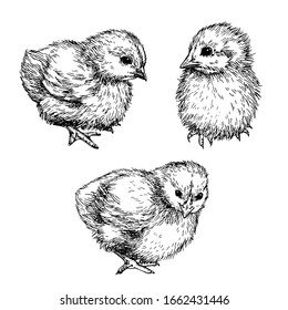 Sketch Cute chick. Hand drawn graphic illustration of little bird, chicken. Ink drawing.