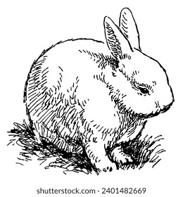 Esbozo de un lindo conejo blanco esponjoso sentado en la hierba