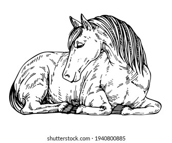  Sketch Cute horse lying down. Pony at rest. Ink hand drawn illustration