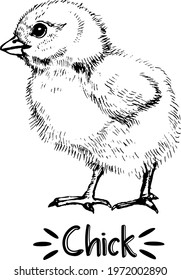 Sketch of cute little chicken. Vector sketch design elements. Hand drawn graphic illustration of little bird, chicken isolated on white background. Ink drawing. Black and white engraved illustration