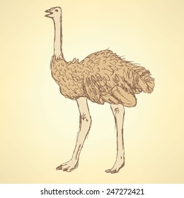 Sketch cute ostrich in vintage style, vector