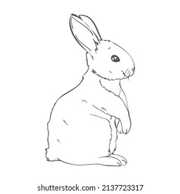sketch of a cute rabbit black and white, hand-drawn on a white background. Vector Illustrations.