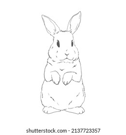 sketch of a cute rabbit black and white, hand-drawn on a white background. Vector Illustrations.