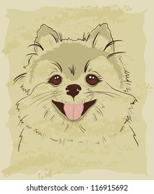 sketch of cute spitz dog  on a piece of old paper