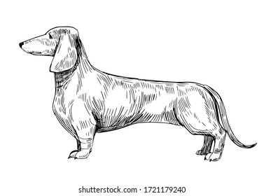 Sketch of dachshund. Black vector outline on transparent background