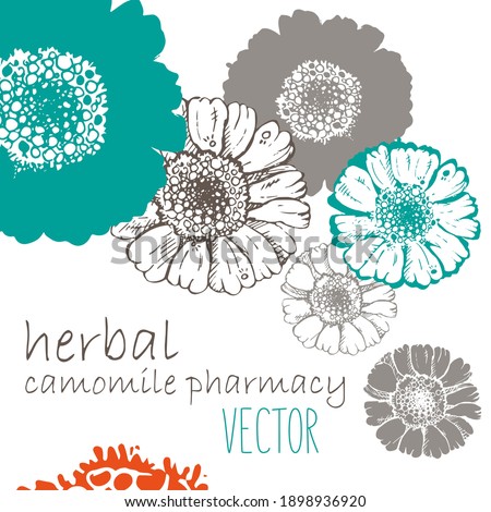 Sketch daisy and silhouette vector. Flowers of the field, medicinal, pharmacy. For notepad covers, postcards, wedding invitations printing on clothes, mugs, fabrics 
