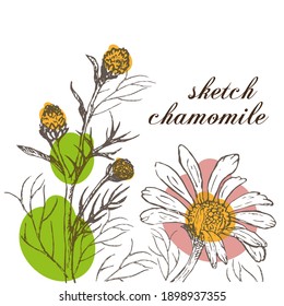Esbozar vector de margarita 4. Flores de campo, medicinas, farmacia. Para carteles, postales, invitaciones de boda imprimiendo en ropa, tazas, telas