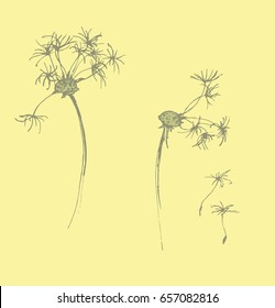 Sketch of a dandelion