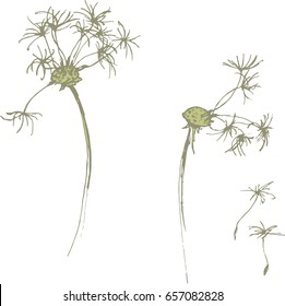 Sketch of a dandelion