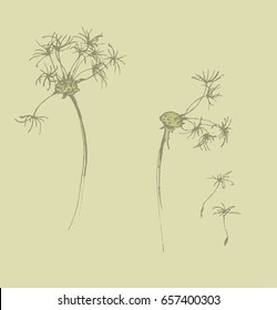 
Sketch of a dandelion