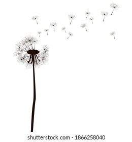 Sketch with dandelion black on white background. Elegant decoration. Vintage nature illustration. Stock image.