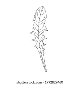 A sketch of a dandelion leaf. Vector element for the design.