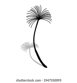 A sketch of dandelion seed with its shadow