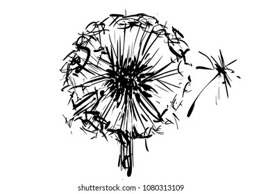 sketch of a dandelion, dandelion seeds