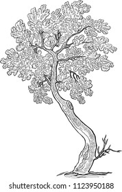 Sketch of a decorative small oak tree