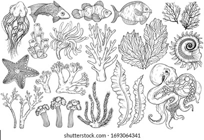 Sketch of deepwater living organisms, fish and algae, vector illustration. Black and white