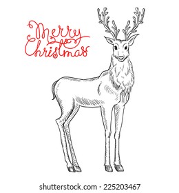 Sketch of deer. 