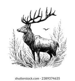 Sketch of a deer, hand drawn in hunting style. Vector illustration design. Vintage engraving of isolated deer. Handmade