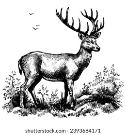 Sketch of a deer, hand drawn in hunting style. Vector illustration design. Vintage engraving of isolated deer. Handmade