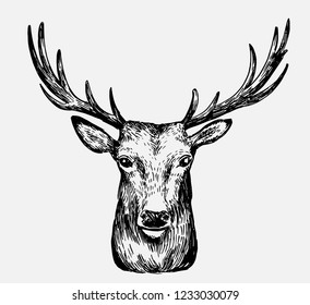 Sketch of deer. Hand drawn illustration converted to vector