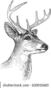 sketch of a deer head