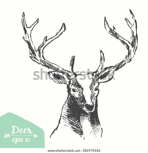 Sketch Deer Head Vintage Illustration Hand Stock Vector (Royalty Free ...