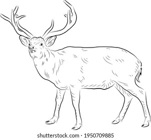 Sketch of deer. Minimalistic style.