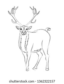 
Sketch of a deer on a white background.