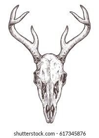 Sketch Of Deer Skull. Boho Hand Drawn Illustration