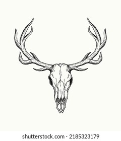 Sketch of deer skull isolated on white background