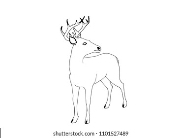 sketch of a deer vector