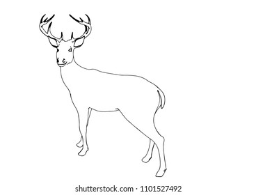 sketch of a deer vector